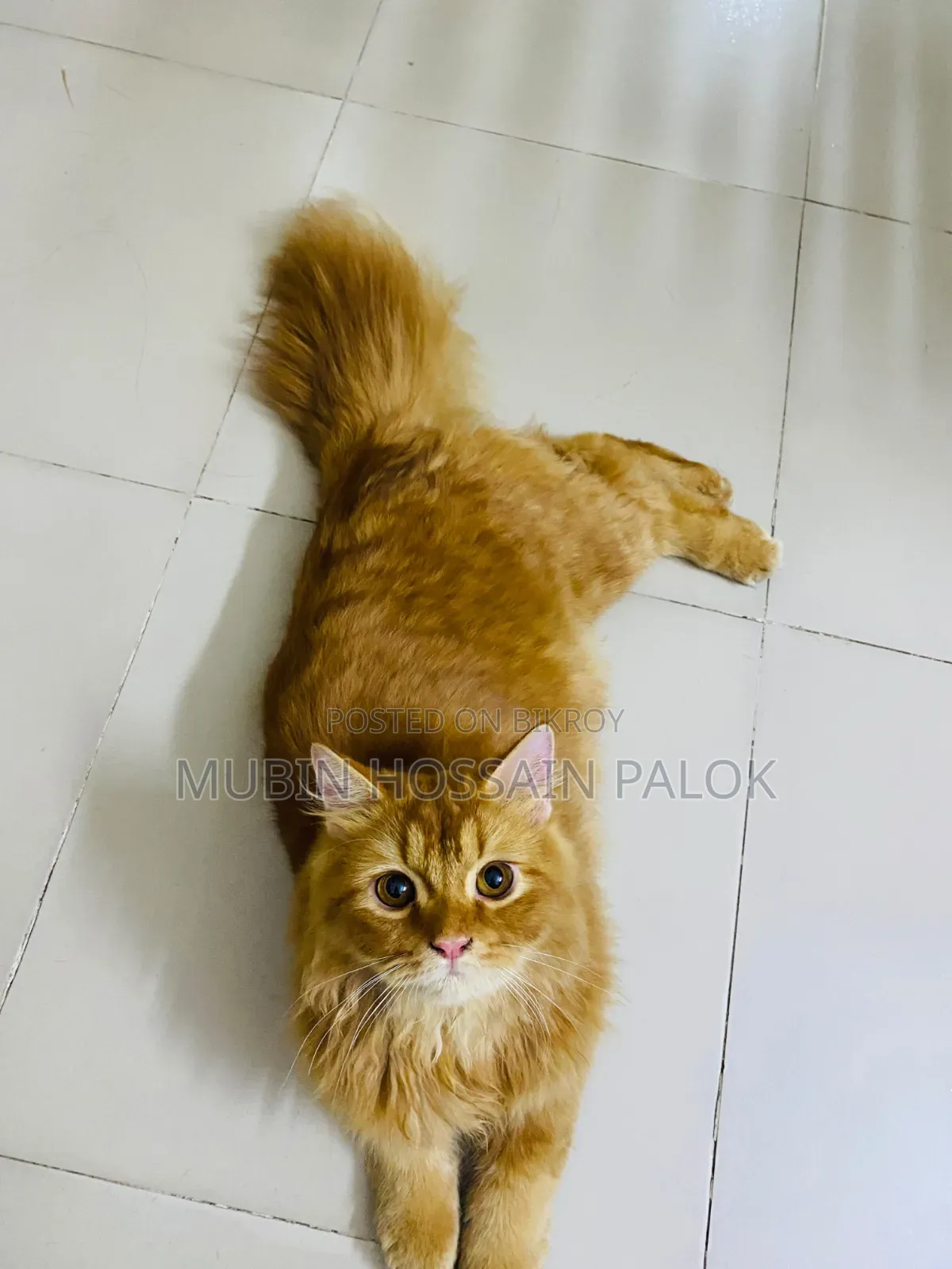 6-12 Months Male Purebred Persian