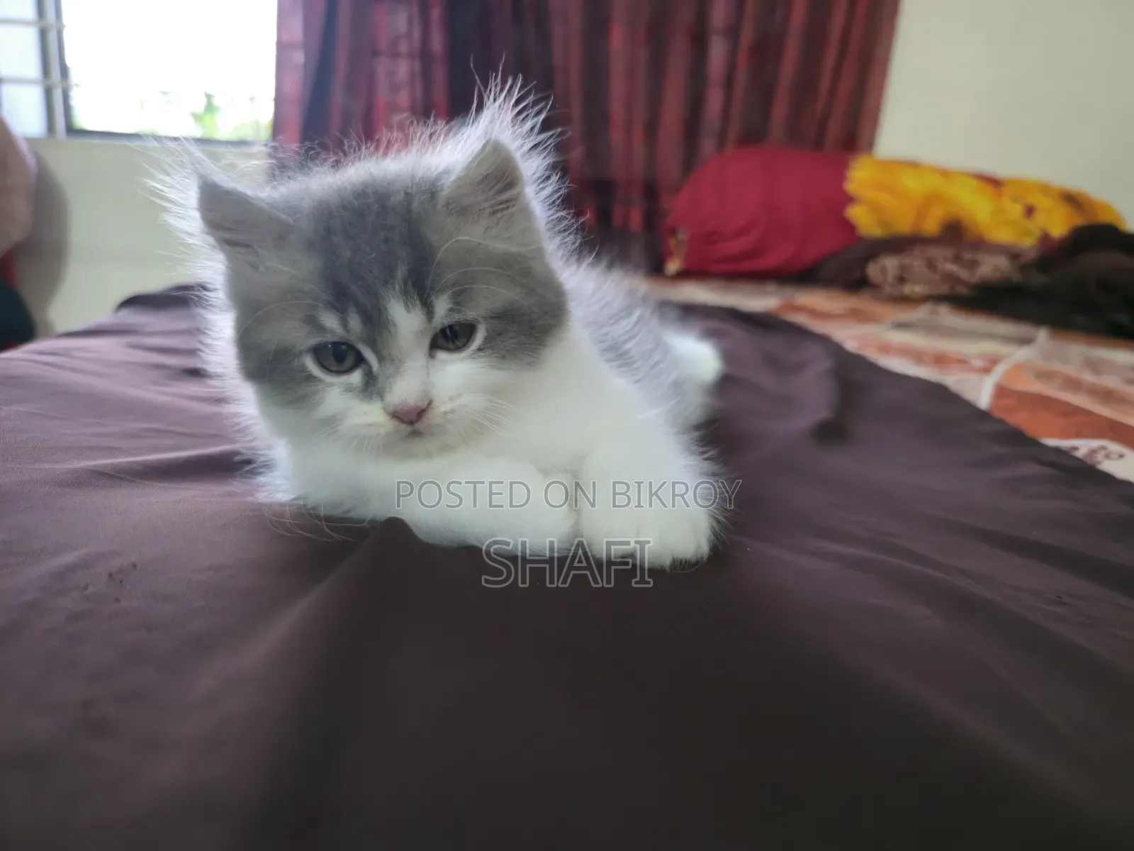 1-3 months Female Purebred Persian