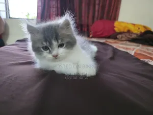 1-3 months Female Purebred Persian