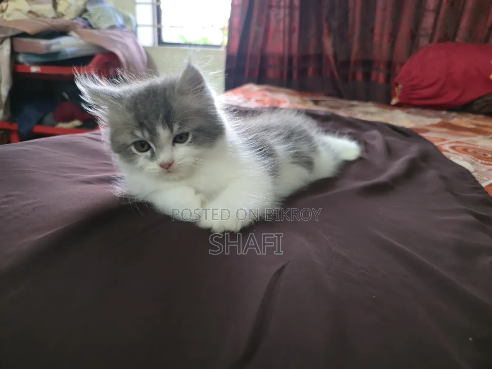 1-3 months Female Purebred Persian