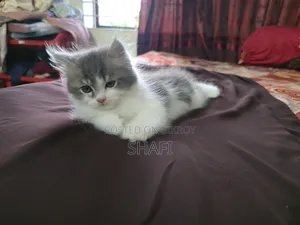 1-3 months Female Purebred Persian