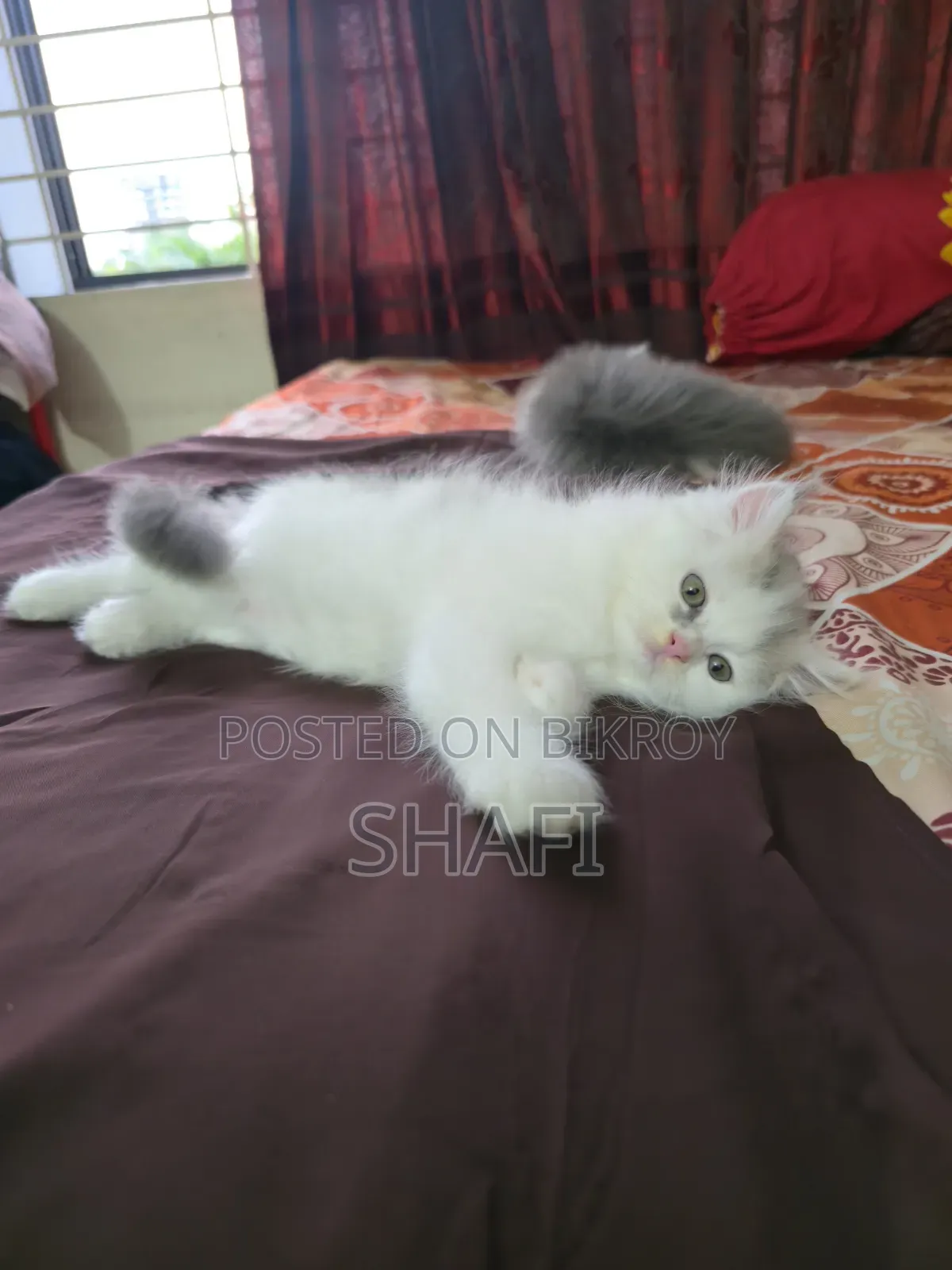 1-3 months Female Purebred Persian