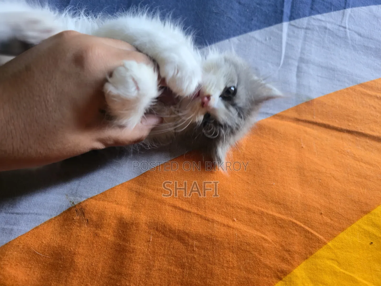 1-3 months Female Purebred Persian