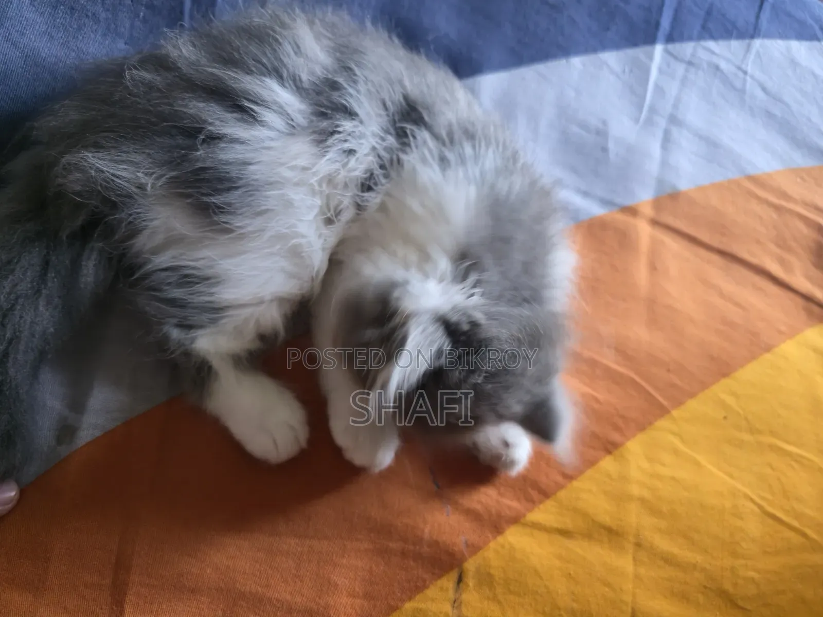 1-3 months Female Purebred Persian