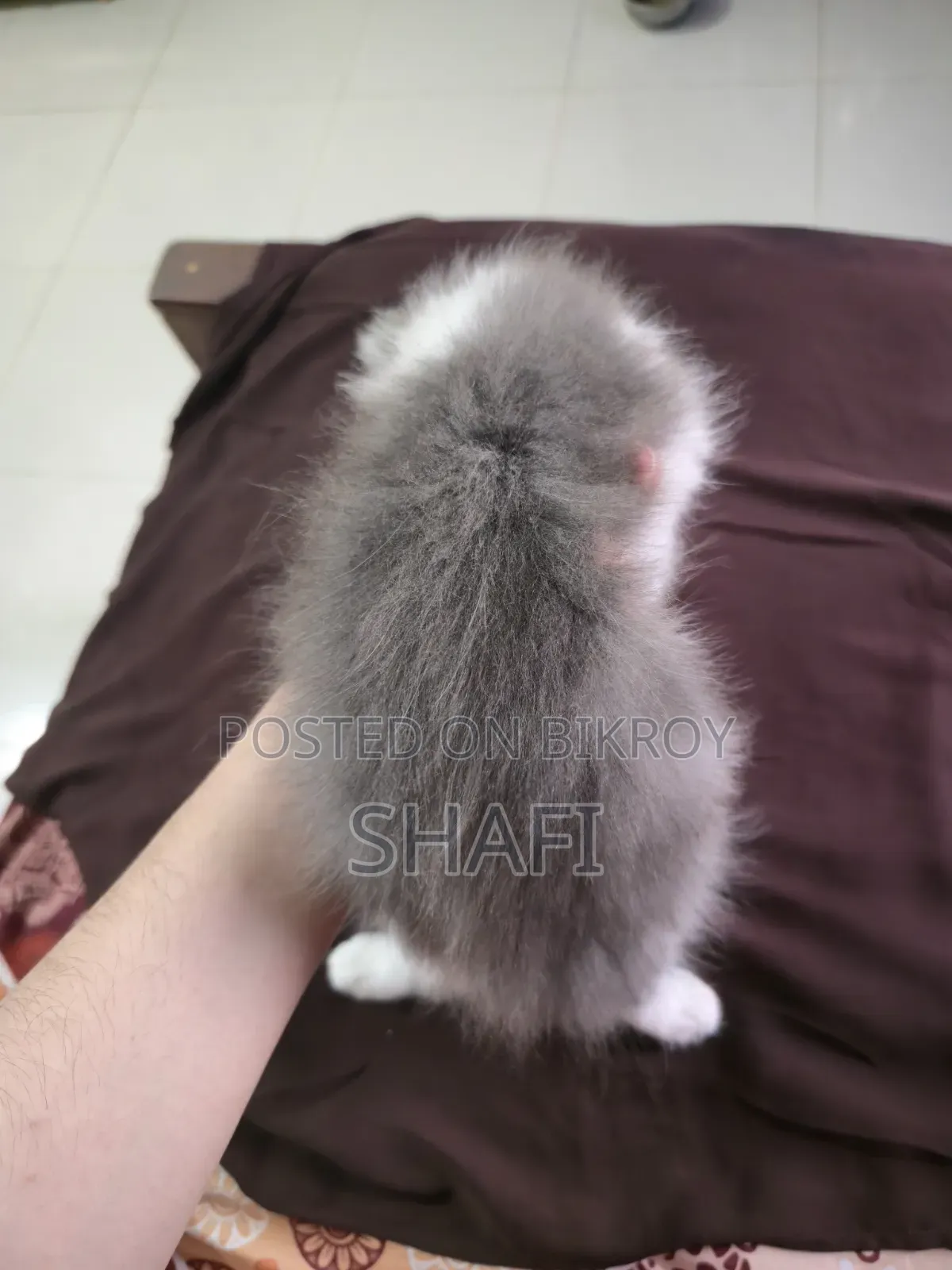1-3 months Female Purebred Persian
