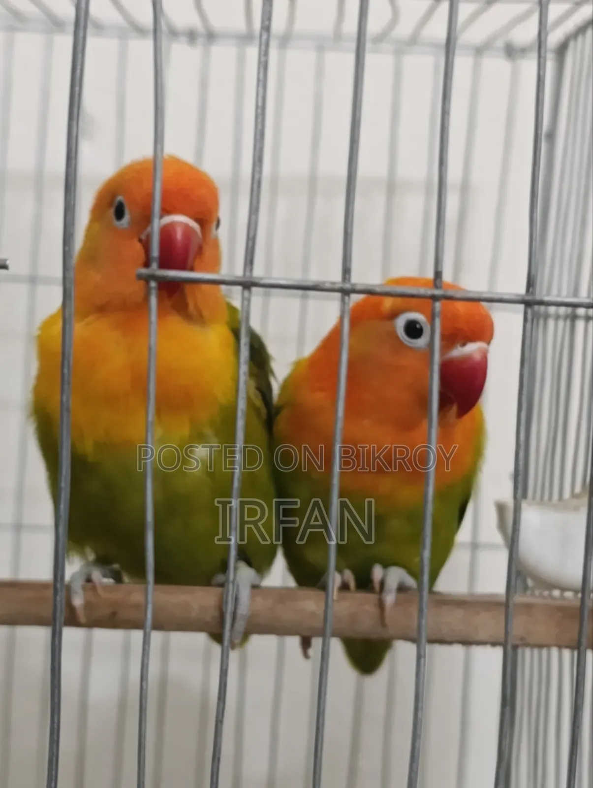 গ্রিন ফিশার ওপ্যালিন