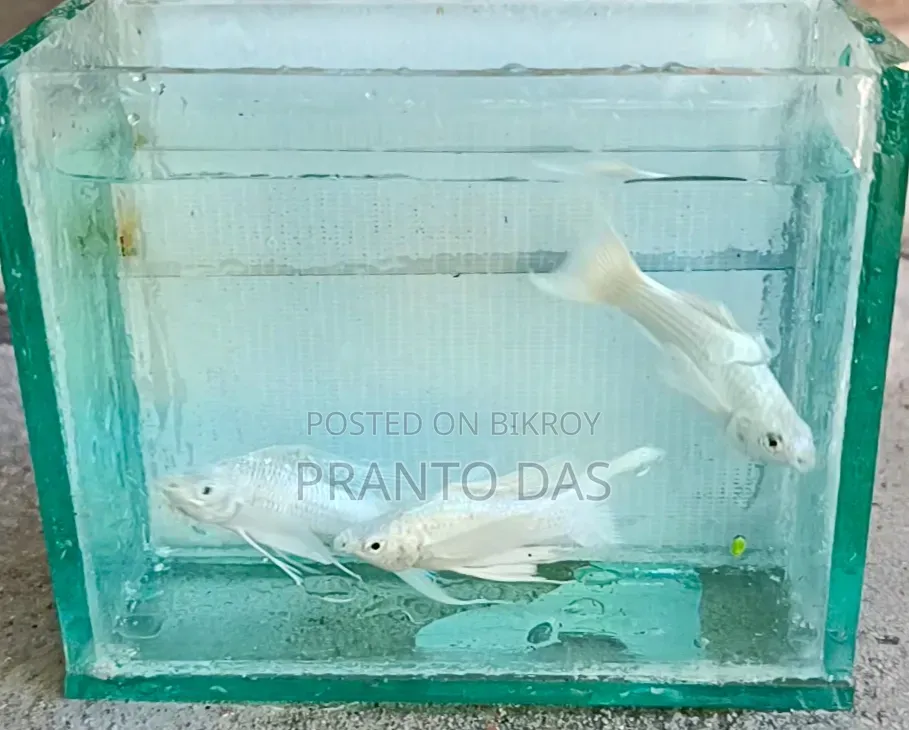 White Moontel Moly High Quality Big