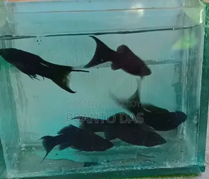 High Quality Black Moontel Moly