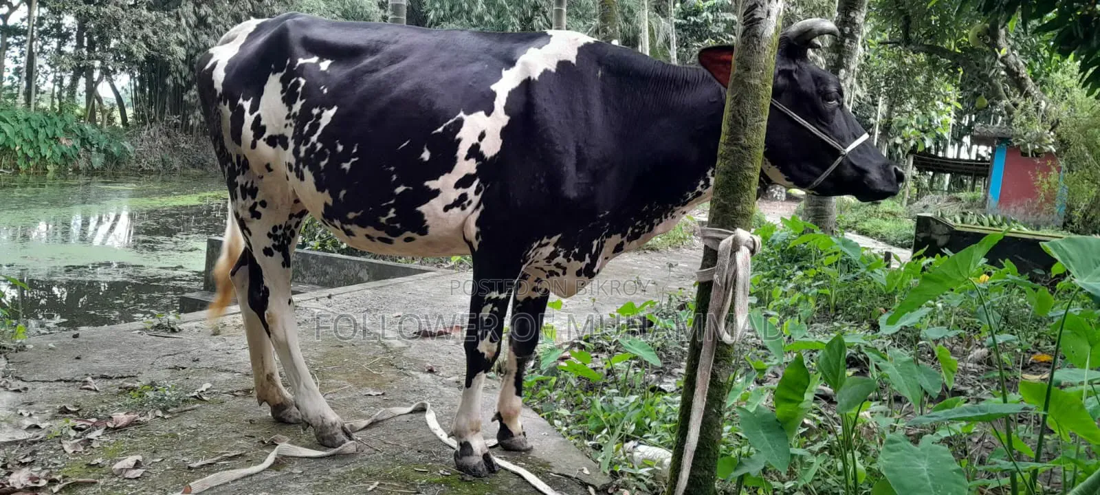 ফ্রিজিয়ান গাভী বিক্রি হবে