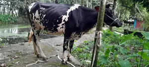 ফ্রিজিয়ান গাভী বিক্রি হবে