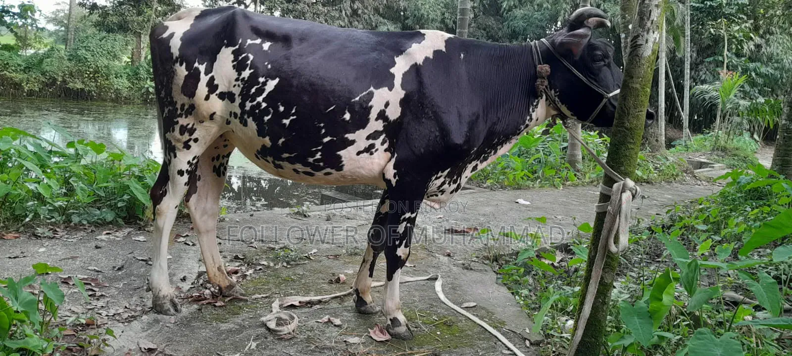 ফ্রিজিয়ান গাভী বিক্রি হবে