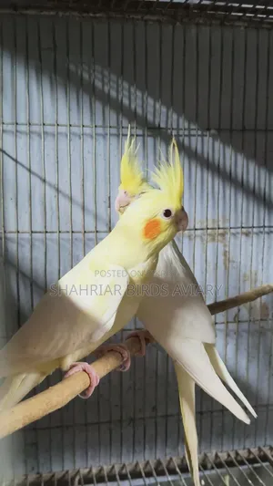 Lutino Cockatiel