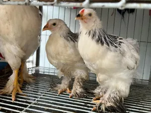 কলম্বিয়ান ব্রাহামার বাচ্চা