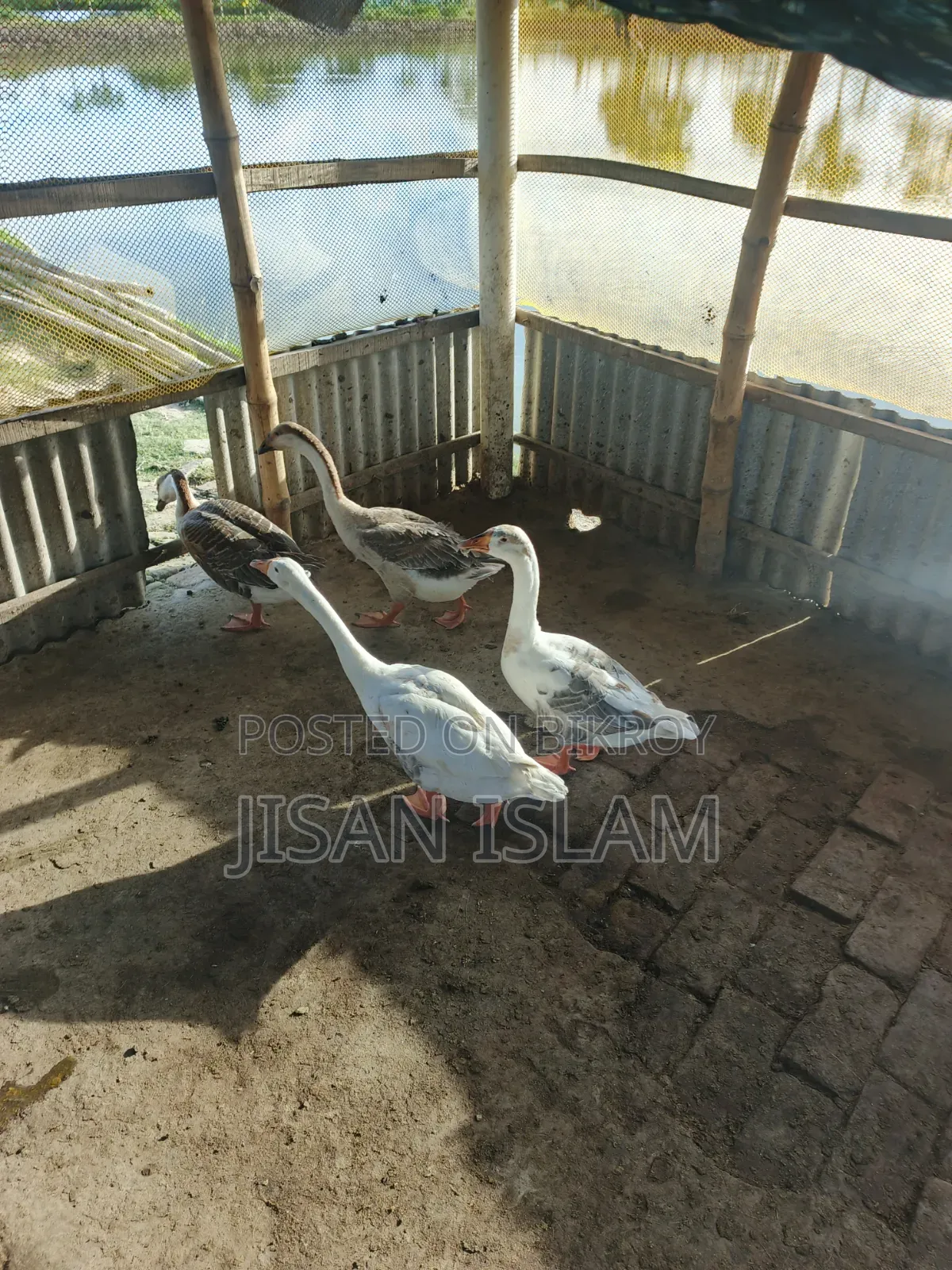 Goose for sale
