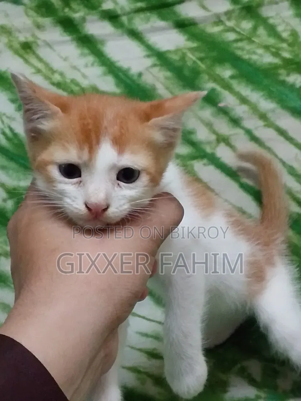 3-6 Months Male Mixed Breed Bengal