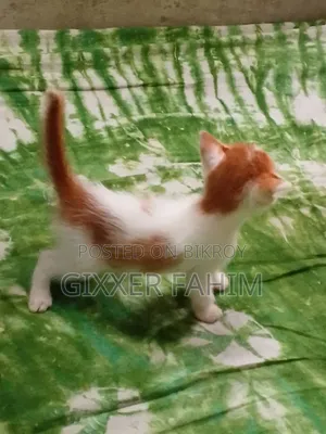 3-6 Months Male Mixed Breed Bengal