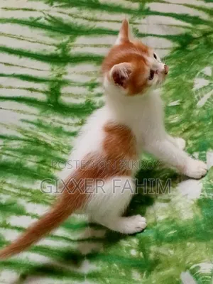 3-6 Months Male Mixed Breed Bengal