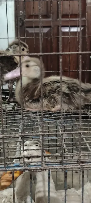Raj Goose Chicks