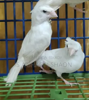 Bengali Finch 2 pieces male