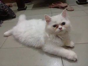 3-6 Months Female Purebred Persian