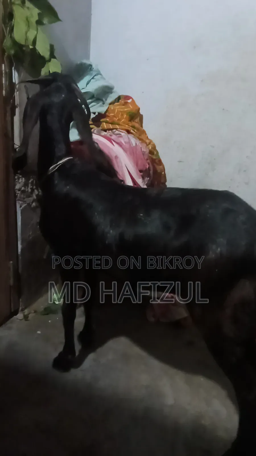 পাকিস্তানি ছাগল