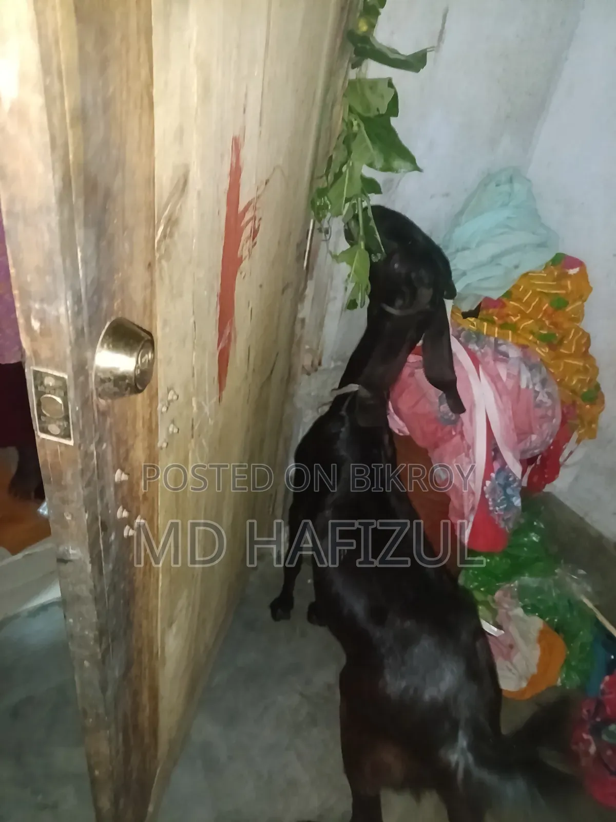 পাকিস্তানি ছাগল