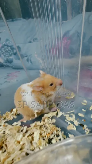 Syrian Teddy Face Hamster