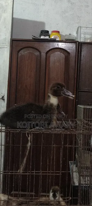 ডিজাইনার ব্রিড মাস্কোভি ও হুইসলিং ডাকের সংকর