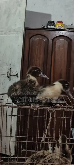 Designer Breed Muscovy X Whistling Duck