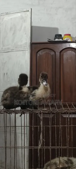 Designer Breed Muscovy X Whistling Duck