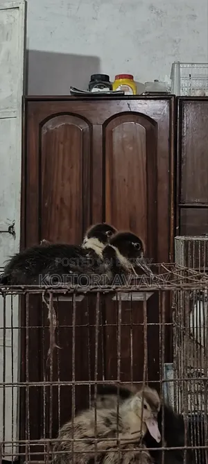 Designer Breed Muscovy X Whistling Duck