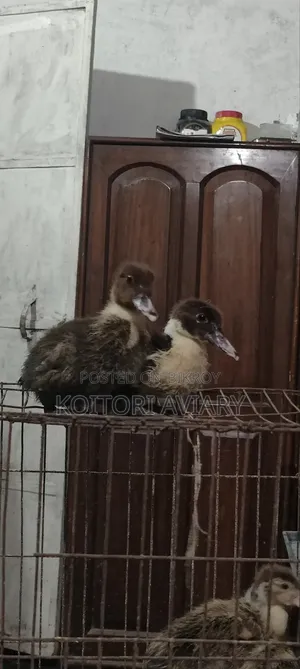 Designer Breed Muscovy X Whistling Duck