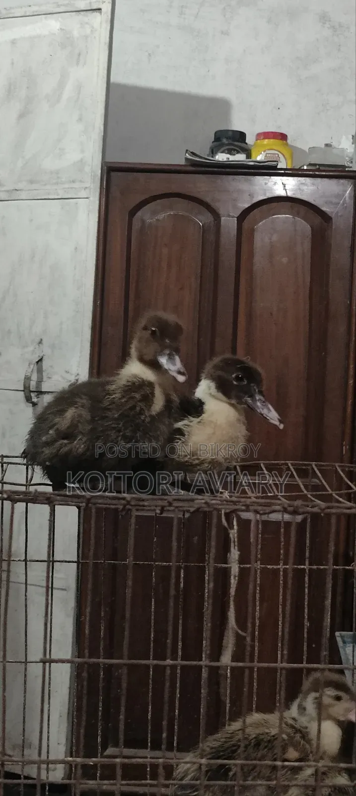 Designer Breed Muscovy X Whistling Duck