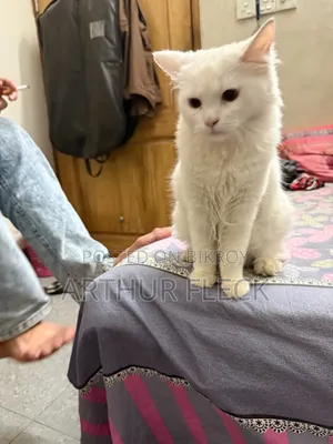 6-12 Months Male Mixed Breed Persian