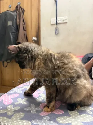 6-12 Months Female Mixed Breed Persian
