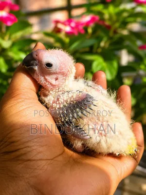 Sun Conure