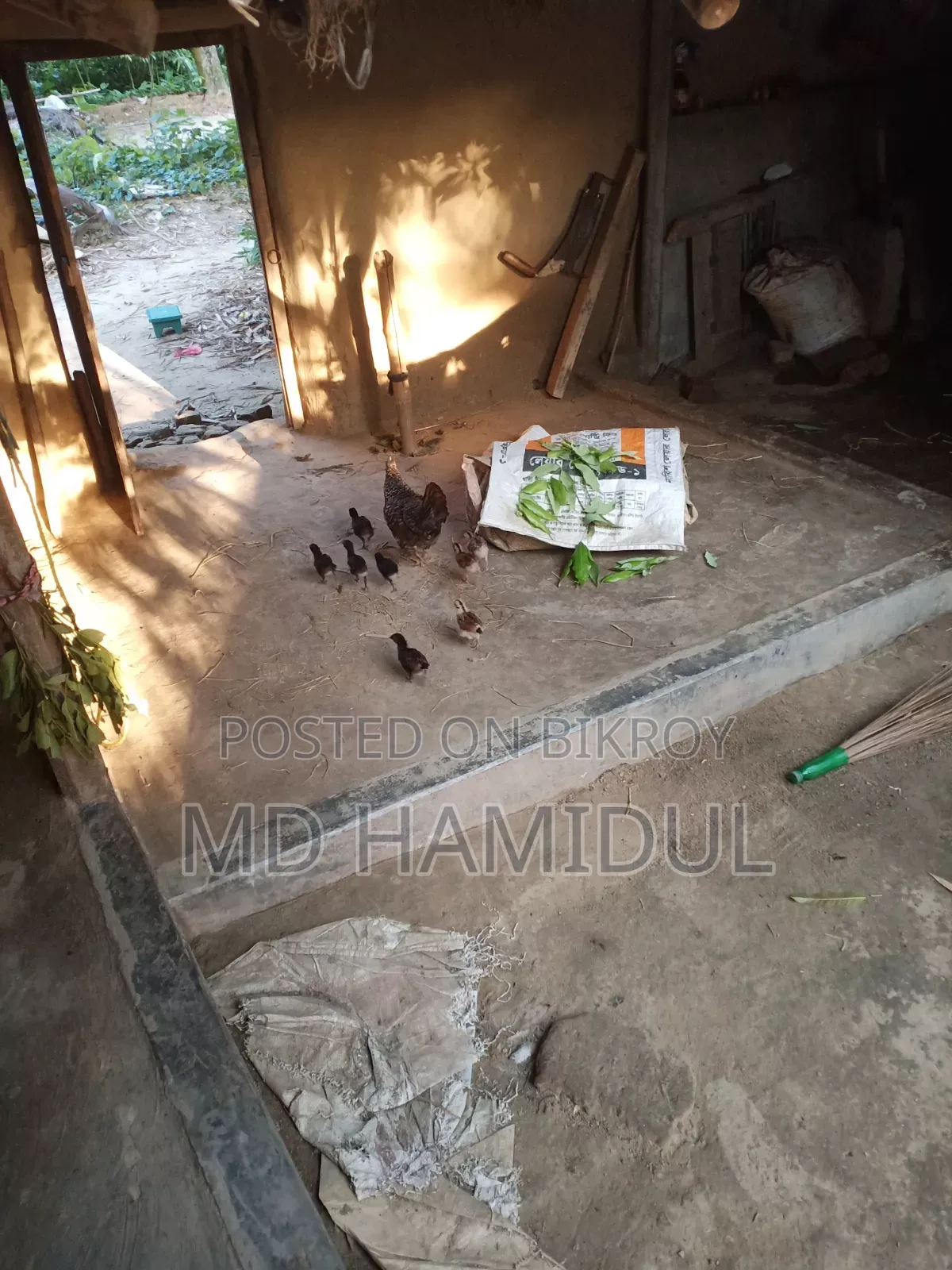 মুরগির বাচ্চা দেশি