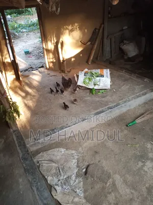 মুরগির বাচ্চা দেশি