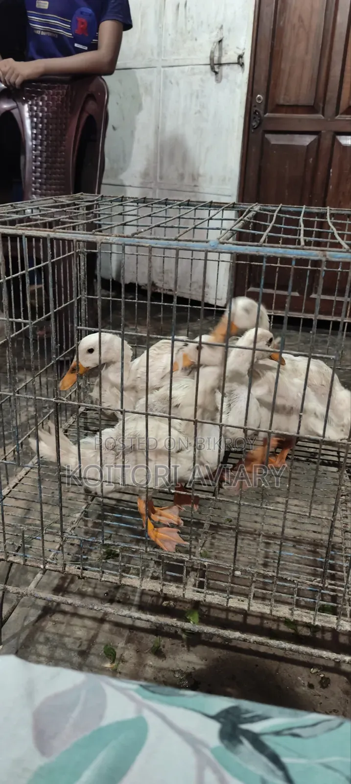 White Campbell Duckling
