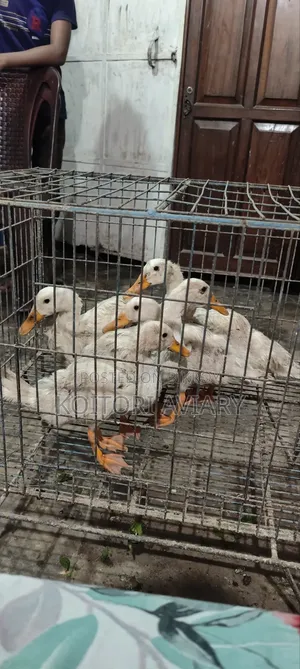White Campbell Duckling