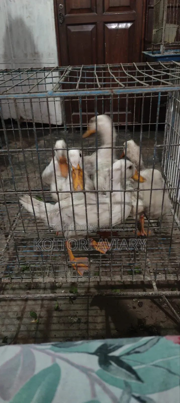 White Campbell Duckling