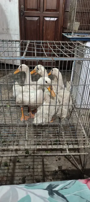 White Campbell Duckling