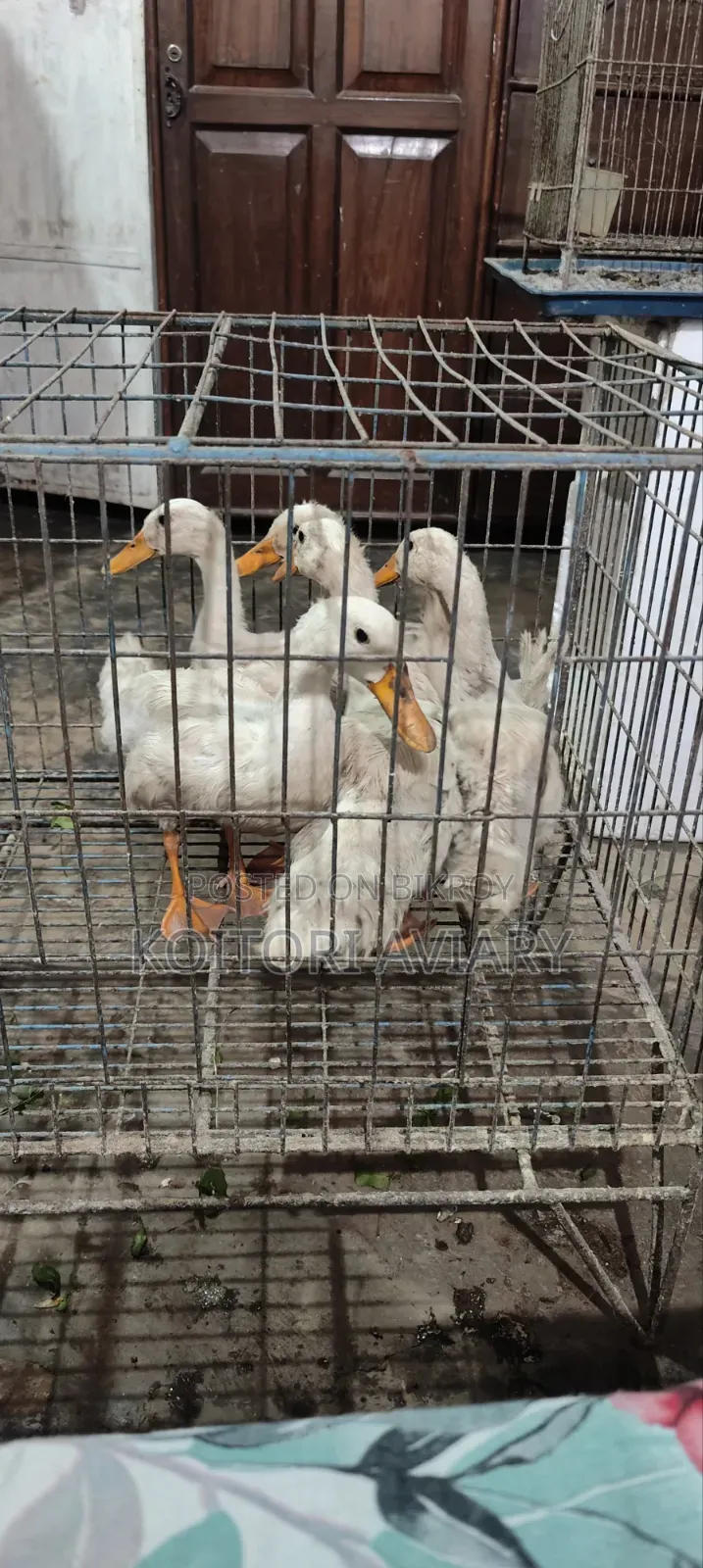 White Campbell Duckling