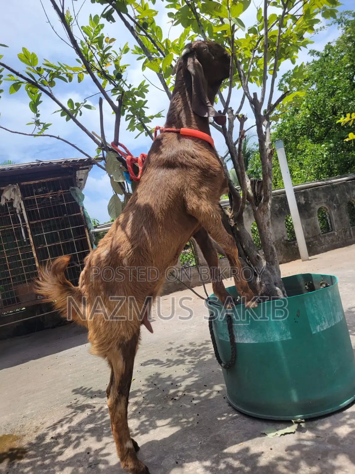 তোতা ক্রস ফিমেল