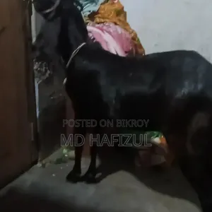 পাকিস্তানি ছাগল