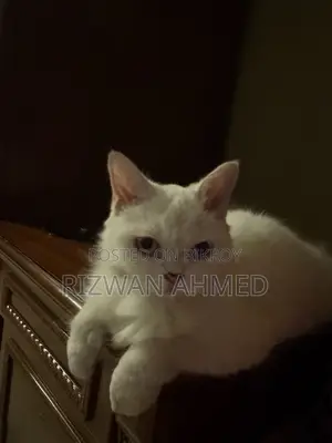১ বছরের বেশি বয়সী ফিমেল পিওরব্রেড পার্সিয়ান বিড়াল