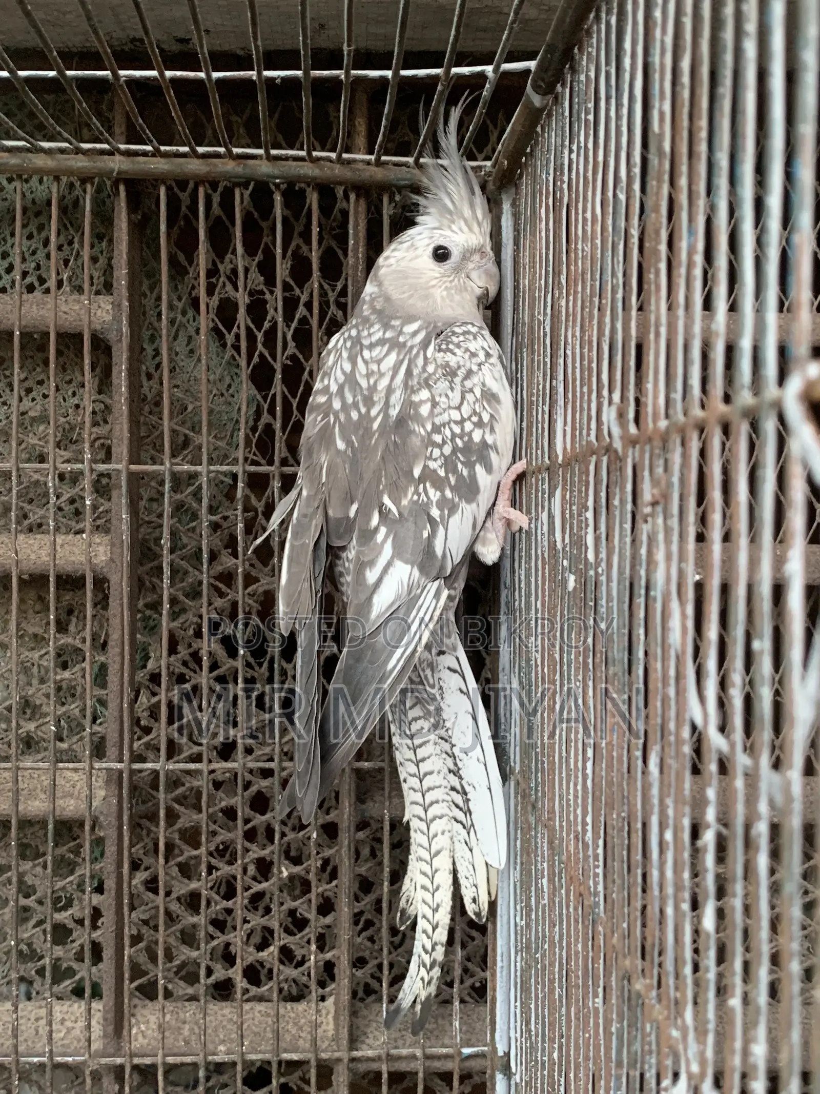 Running Cocatel Bird