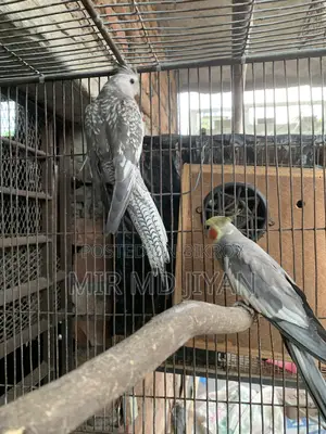 Running Cocatel Bird