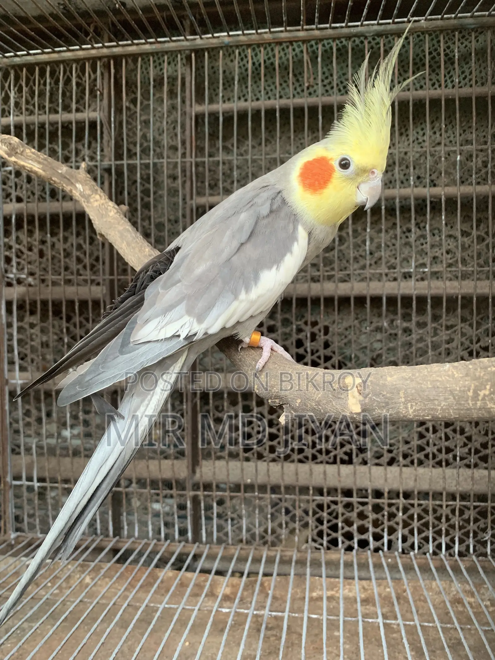 Running Cocatel Bird