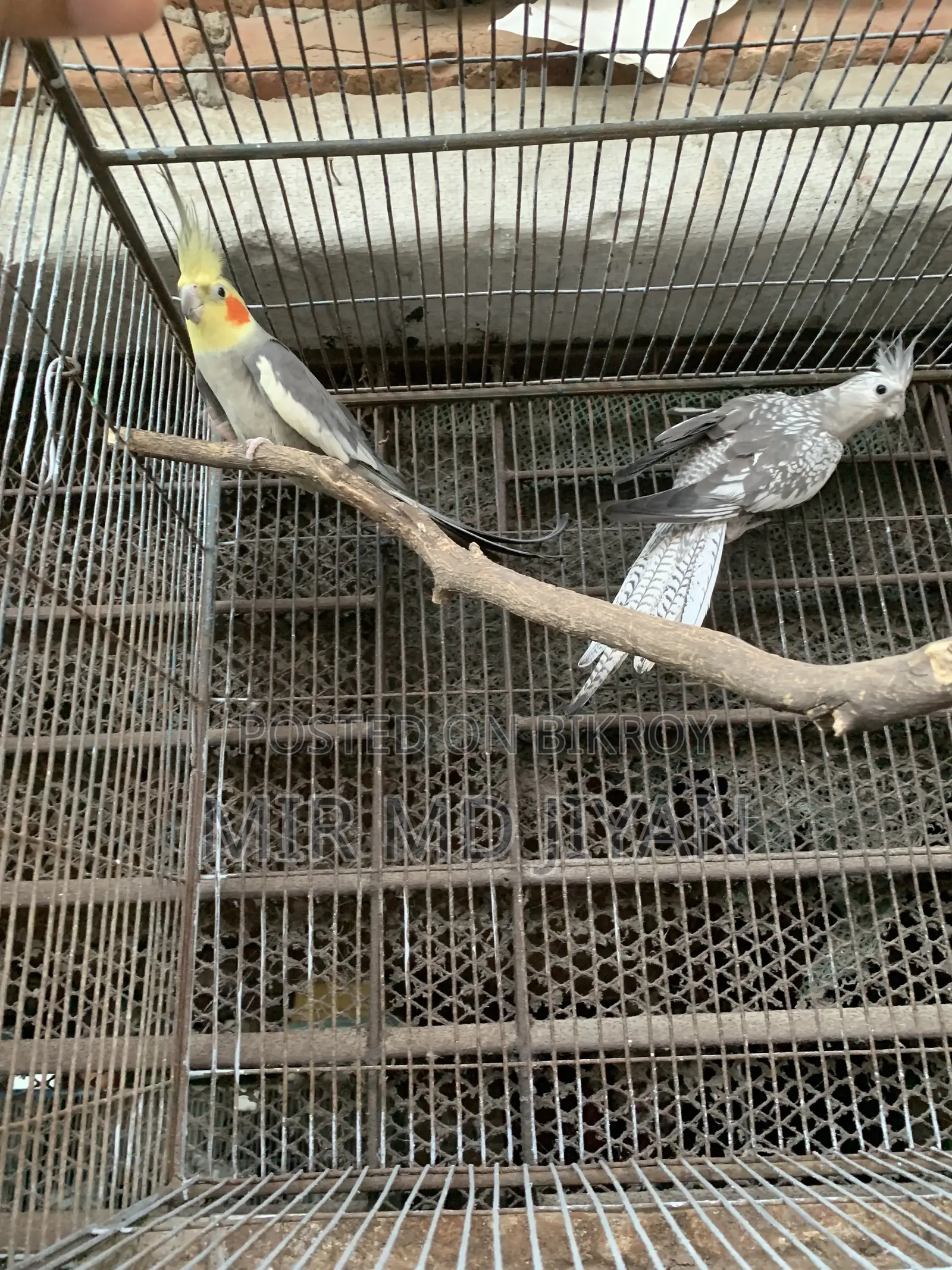 Running Cocatel Bird